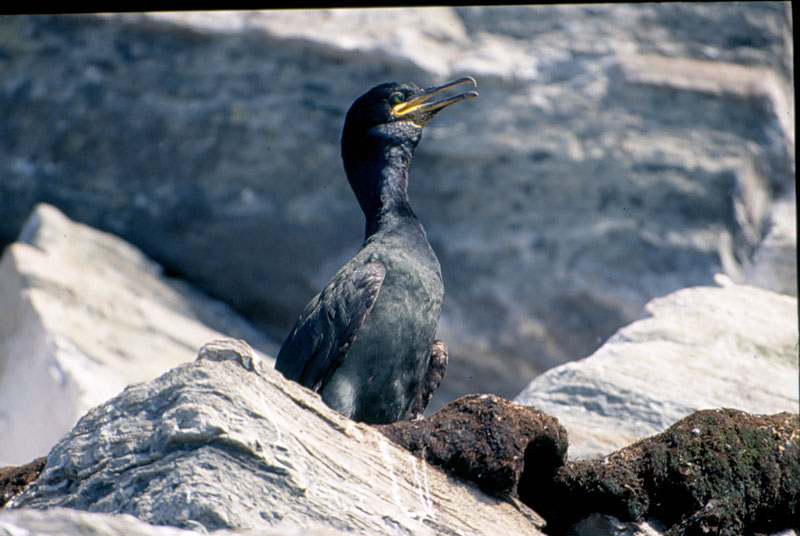 Uccelli dalla Norvegia